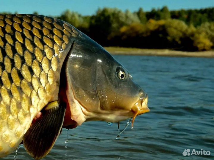 Карп живой