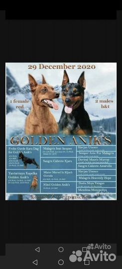 Щенки цвергпинчера