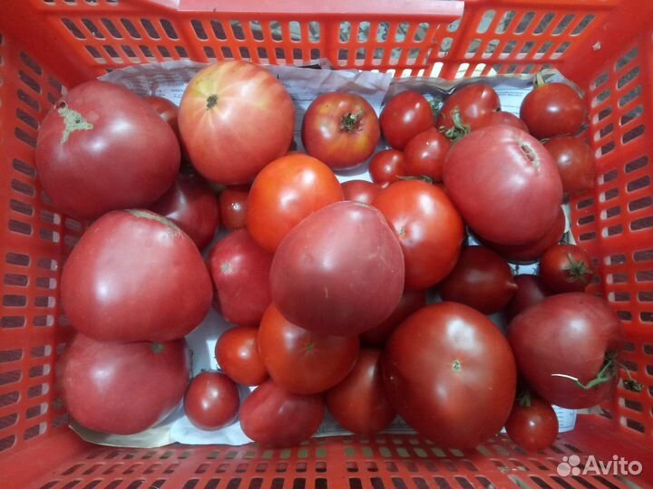 Помидоры,щавель,укроп,перец крупный болгарский