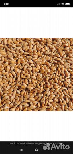 Зерно пшеница