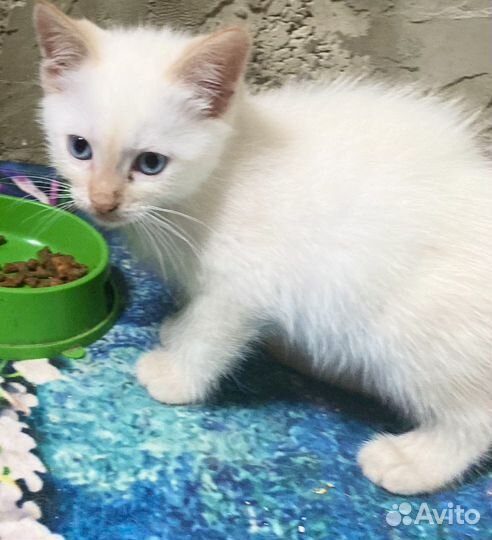 Кошка в дар