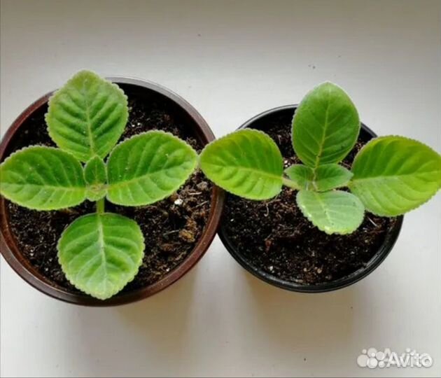 Глоксиния махровая детки