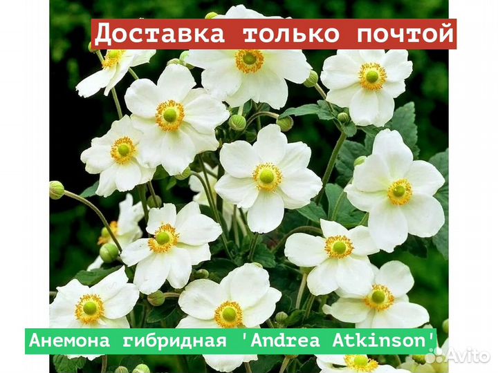 Анемона гибридная Andrea Atkinson