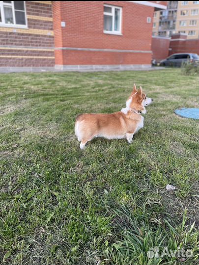 Вельш-корги пемброк вязка
