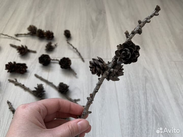 Шишки лиcтвeнницы на вeткe для твopчества