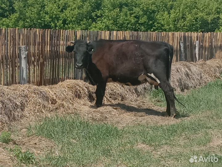 Коровы дойные