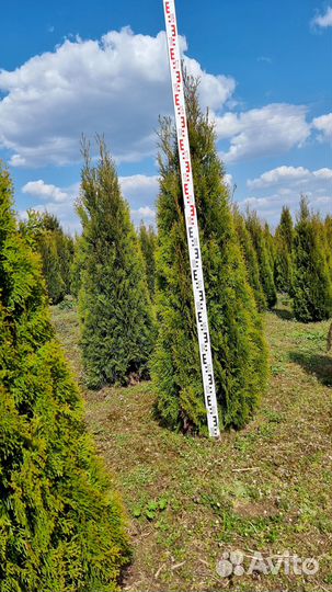 Туя западная Смарагд