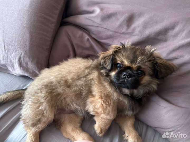 Щенок пекинеса