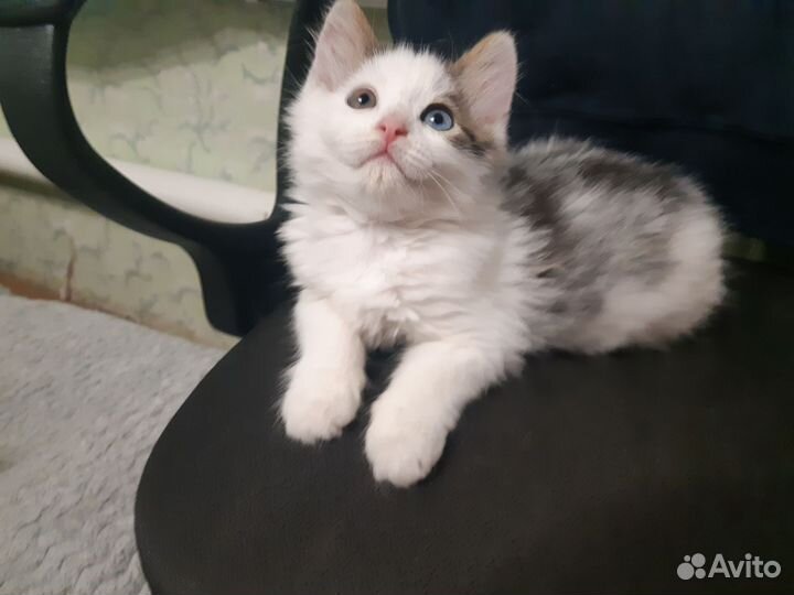 Котенок мальчик 1 мес. и 3 нед