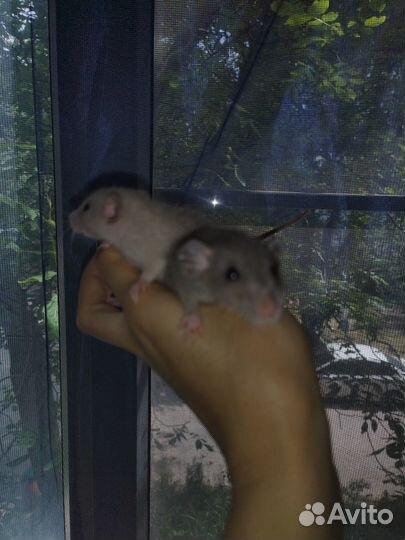 Крысята Дамбо голубые бурмизы черный соболь