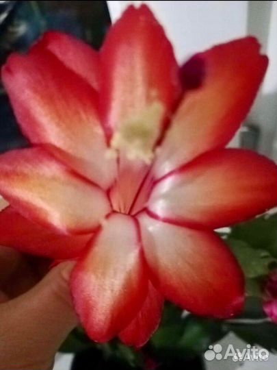 Декабристы шлюмбергера сортовые