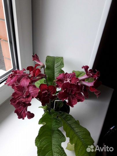 Стрептокарпус