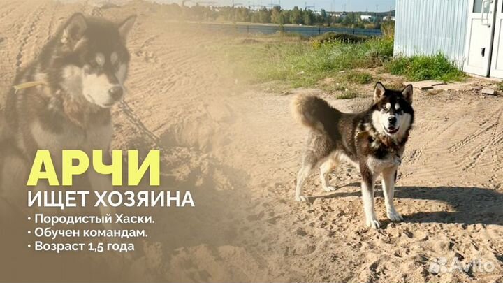 Арчи ищет хозяина