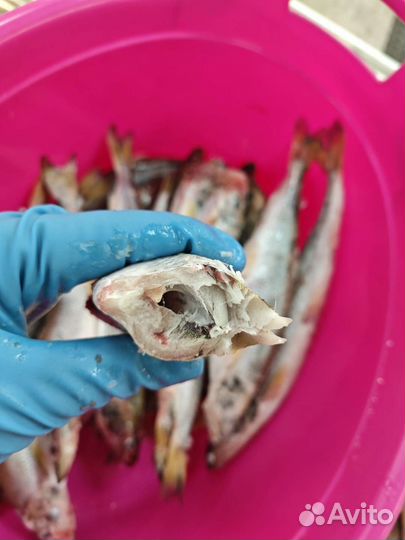 Корюшка северная крупная жирная