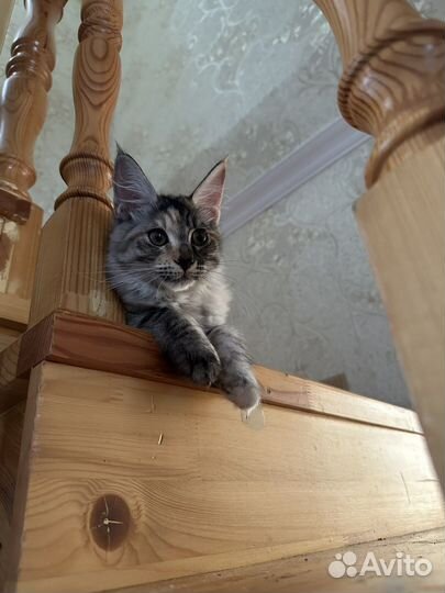 Котята мейн-кун