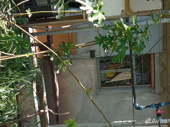 Грушевидный