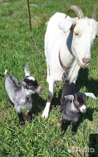 Козочки, козлик