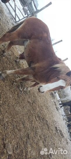 Жеребчик на племя 1.5 года