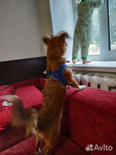 Передержка животных