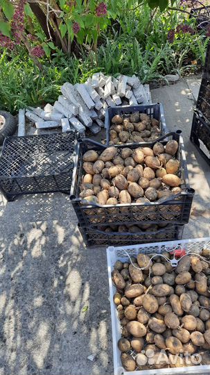 Семенной картофель гала королева анна, есть фиолет