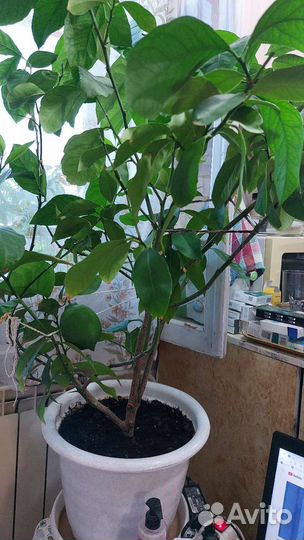 Лимонное дерево с плодами