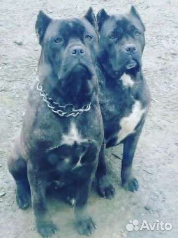 Кане Корсо вязка