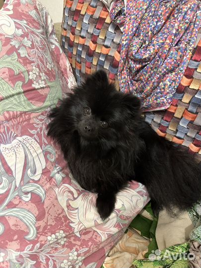 Шпиц вязка мини