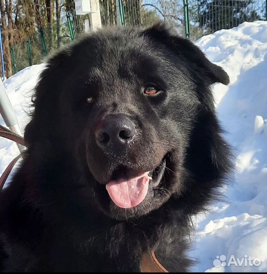 Собака в добрые руки отдам бесплатно