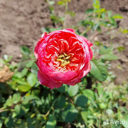 Саженцы роз оптом