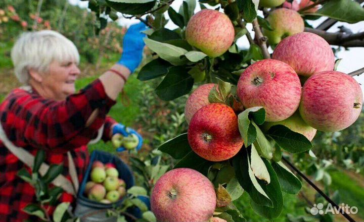Работа по сборке яблок. Вахта