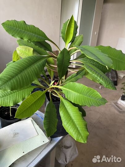 Пеларгония, молочай и другие цветы