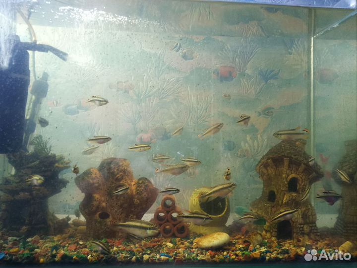 Пельмато хромис крибензис попугайчик)