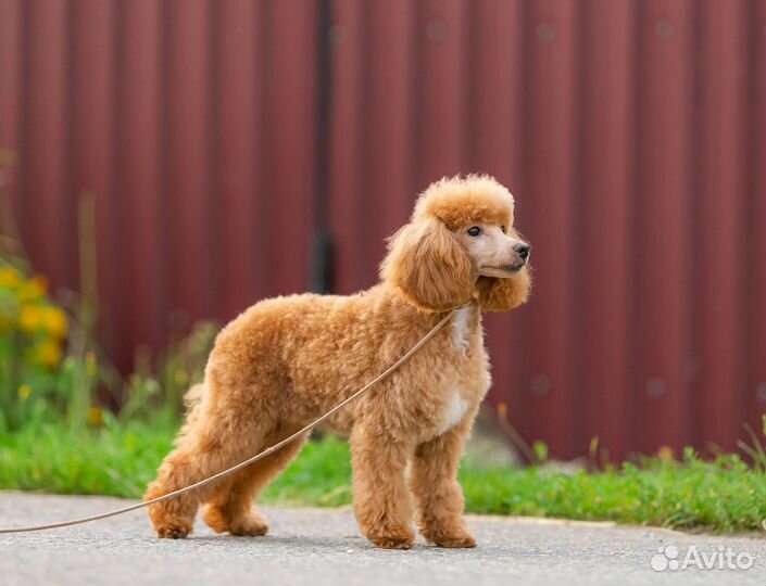 Той пудель щенки РКФ
