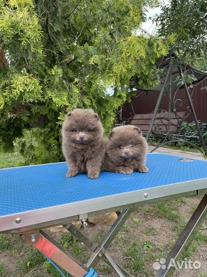 Лиловые девочки