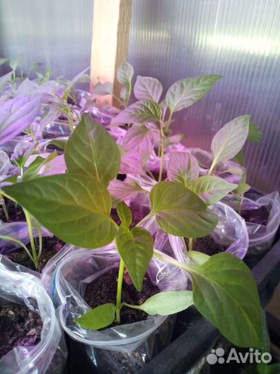 Рассада перец 