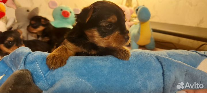 Йоркширский терьер