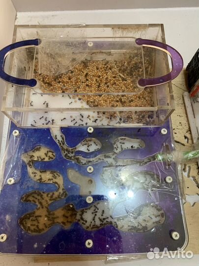 Муравьиная ферма с муравьями