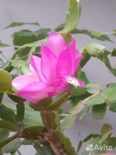 Декабрист шлюмбергера, рипсалидопсис