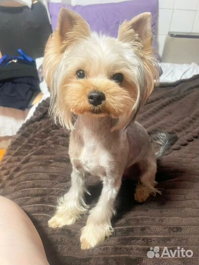 Йоркширский терьер