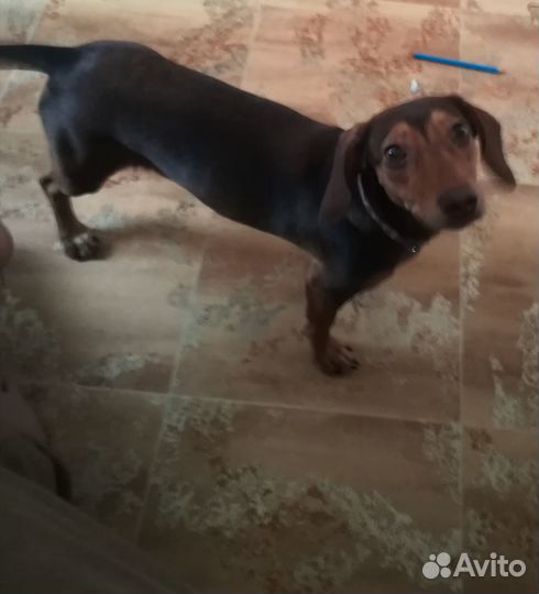 Такса отдам бесплатно