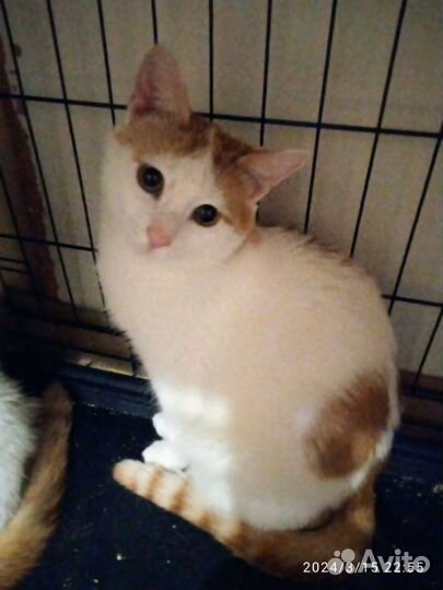 Котенок Лукас