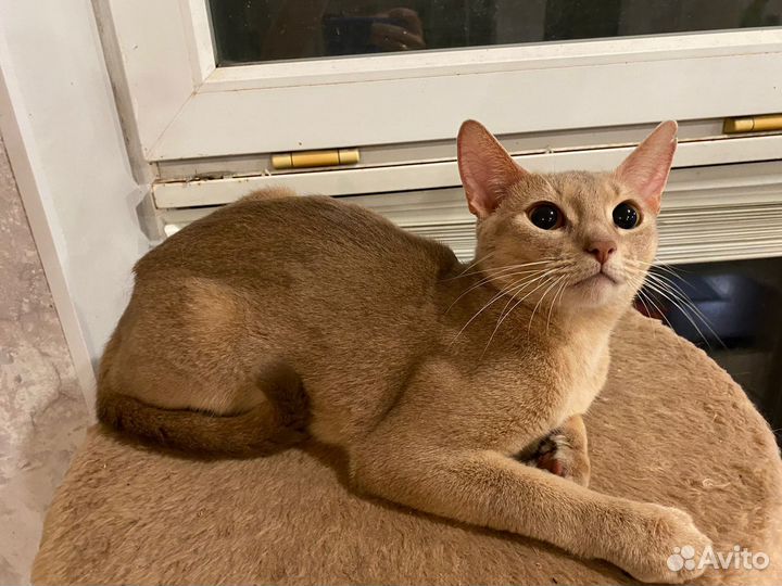 Абиссинская кошка