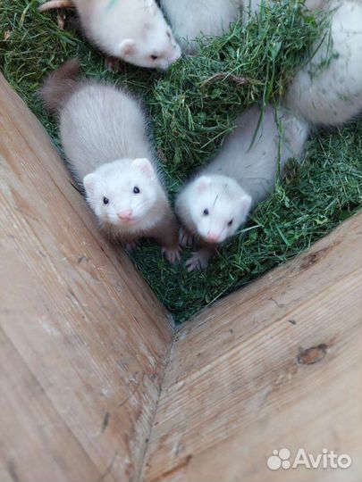 Хорьки экзоты