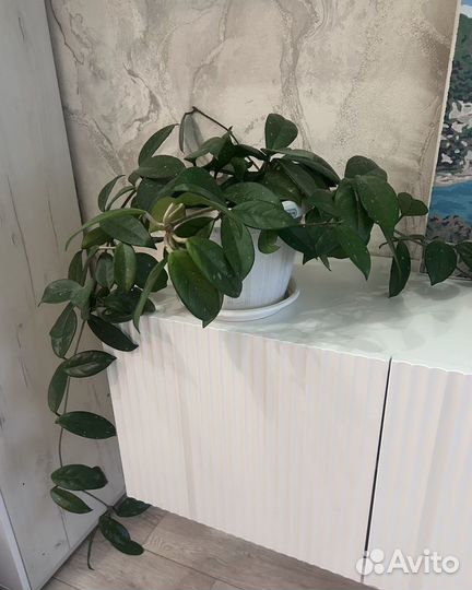 Хойя мясистая