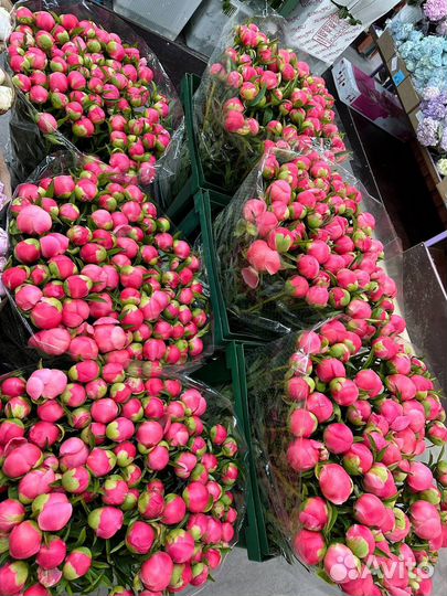 Пионы оптом