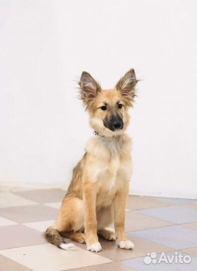 Щенок в поиске хозяев