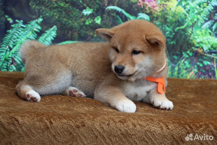 Красивая девочка сиба