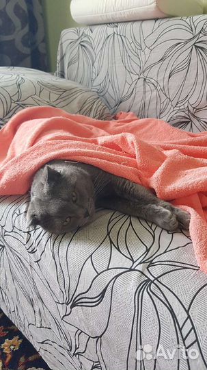 Шотландский кот на вязку