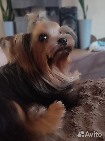 Йоркширский терьер вязка