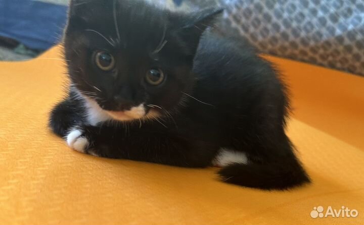 Отдам кота в добрые руки